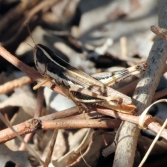 Macrotona australis (Common Macrotona Grasshopper) at Baranduda, VIC - 2 Feb 2024 by KylieWaldon