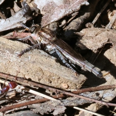 Unidentified Robber fly (Asilidae) at Baranduda, VIC - 2 Feb 2024 by KylieWaldon