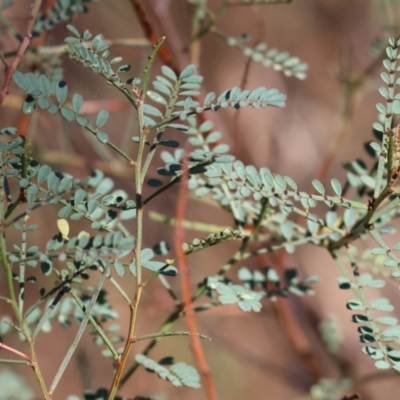 Indigofera adesmiifolia (Tick Indigo) at Baranduda, VIC - 2 Feb 2024 by KylieWaldon