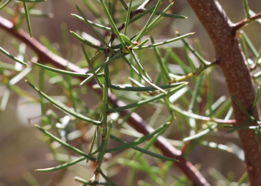 Acacia genistifolia at Wodonga - 3 Feb 2024