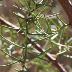 Acacia genistifolia (Early Wattle) at Wodonga - 2 Feb 2024 by KylieWaldon