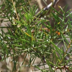 Acacia genistifolia at Wodonga - 3 Feb 2024 08:48 AM