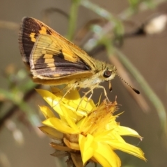 Ocybadistes walkeri (Green Grass-dart) at WREN Reserves - 3 Feb 2024 by KylieWaldon