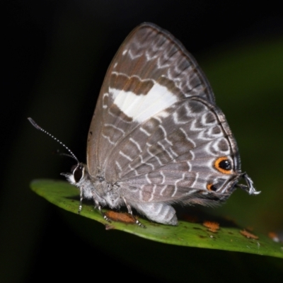 Unidentified Blue or Copper (Lycaenidae) at Capalaba, QLD - 4 Feb 2024 by TimL