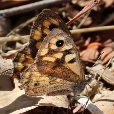 Geitoneura klugii (Marbled Xenica) at Baranduda, VIC - 2 Feb 2024 by KylieWaldon