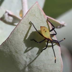 Amorbus obscuricornis at WREN Reserves - 3 Feb 2024 08:57 AM