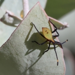 Unidentified True bug (Hemiptera, Heteroptera) at Baranduda, VIC - 2 Feb 2024 by KylieWaldon