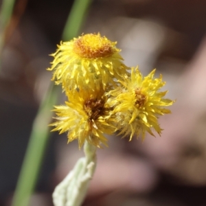 Chrysocephalum apiculatum at Wodonga - 3 Feb 2024 09:00 AM