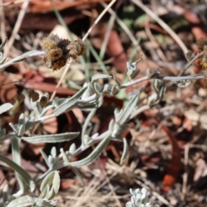 Chrysocephalum apiculatum at Wodonga - 3 Feb 2024