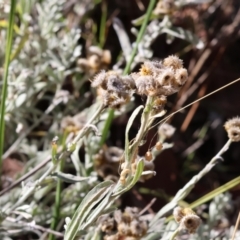 Chrysocephalum apiculatum at Wodonga - 3 Feb 2024