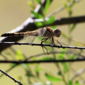 Orthetrum caledonicum at Wodonga - 3 Feb 2024