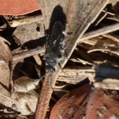 Unidentified Wasp (Hymenoptera, Apocrita) at WREN Reserves - 2 Feb 2024 by KylieWaldon