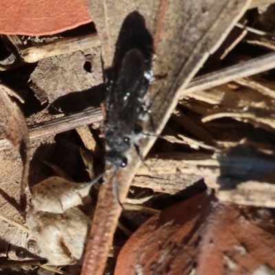 Unidentified Wasp (Hymenoptera, Apocrita) at Wodonga - 2 Feb 2024 by KylieWaldon