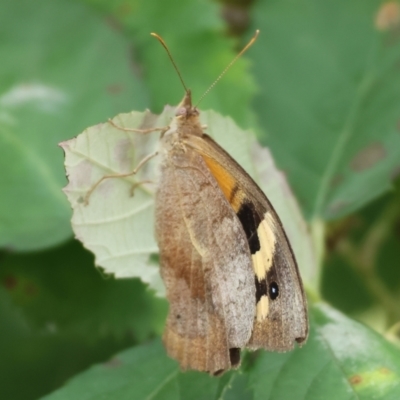 Heteronympha merope (Common Brown Butterfly) at WREN Reserves - 3 Feb 2024 by KylieWaldon