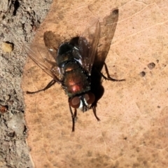 Unverified Blow fly (Calliphoridae) at Wodonga - 3 Feb 2024 by KylieWaldon