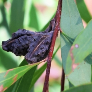 Hakea salicifolia at WREN Reserves - 3 Feb 2024