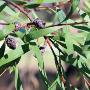 Hakea salicifolia at WREN Reserves - 3 Feb 2024