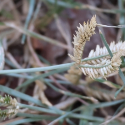 Eleusine tristachya (Goose Grass, Crab Grass, American Crows-Foot Grass) at Wodonga - 2 Feb 2024 by KylieWaldon