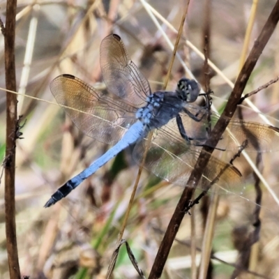 Orthetrum caledonicum (Blue Skimmer) at WREN Reserves - 3 Feb 2024 by KylieWaldon