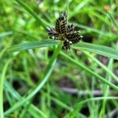 Cyperus sanguinolentus (A Sedge) at Hall, ACT - 30 Jan 2024 by strigo