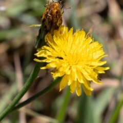 Dasytinae (subfamily) (Soft-winged flower beetle) at Gungaderra Grassland (GUN_6) - 1 Feb 2024 by pixelnips