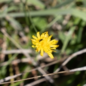 Dasytinae (subfamily) at Gungaderra Grassland (GUN_6) - 2 Feb 2024