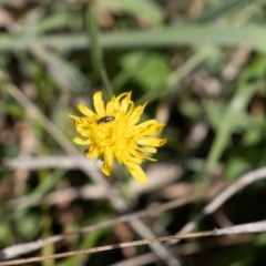 Dasytinae (subfamily) at Gungaderra Grassland (GUN_6) - 2 Feb 2024