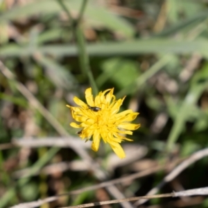 Dasytinae (subfamily) at Gungaderra Grassland (GUN_6) - 2 Feb 2024