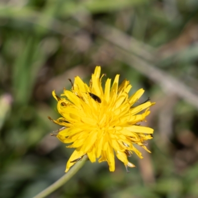 Dasytinae (subfamily) (Soft-winged flower beetle) at Gungaderra Grassland (GUN_6) - 1 Feb 2024 by pixelnips