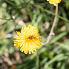 Apis mellifera (European honey bee) at Crace, ACT - 1 Feb 2024 by pixelnips