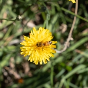 Apis mellifera at Gungaderra Grassland (GUN_6) - 2 Feb 2024