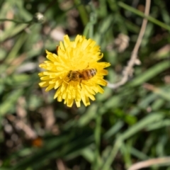 Apis mellifera at Gungaderra Grassland (GUN_6) - 2 Feb 2024