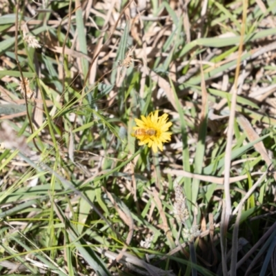 Apis mellifera (European honey bee) at Gungaderra Grasslands - 1 Feb 2024 by pixelnips