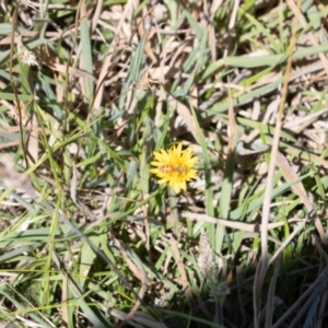 Apis mellifera at Gungaderra Grassland (GUN_6) - 2 Feb 2024