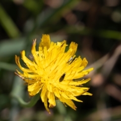 Dasytinae (subfamily) (Soft-winged flower beetle) at Gungaderra Grasslands - 1 Feb 2024 by pixelnips