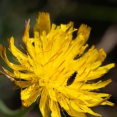 Dasytinae (subfamily) at Gungaderra Grassland (GUN_6) - 2 Feb 2024