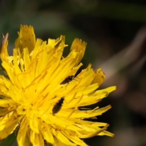 Dasytinae (subfamily) at Gungaderra Grassland (GUN_6) - 2 Feb 2024