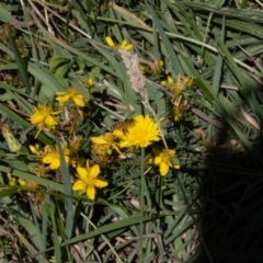 Apis mellifera at Gungaderra Grassland (GUN_6) - 2 Feb 2024