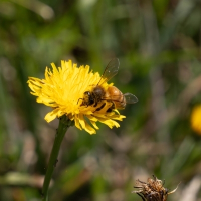 Apis mellifera (European honey bee) at Gungaderra Grasslands - 1 Feb 2024 by pixelnips
