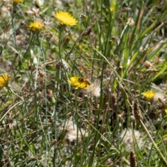 Apis mellifera (European honey bee) at Gungaderra Grasslands - 1 Feb 2024 by pixelnips