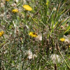 Apis mellifera (European honey bee) at Gungaderra Grassland (GUN_6) - 1 Feb 2024 by pixelnips