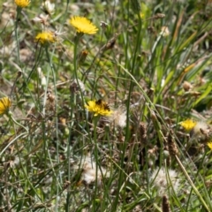 Apis mellifera at Gungaderra Grassland (GUN_6) - 2 Feb 2024