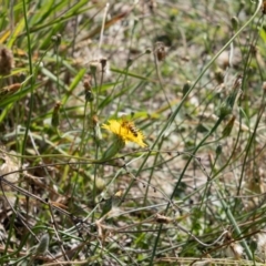 Apis mellifera at Gungaderra Grassland (GUN_6) - 2 Feb 2024