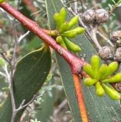 Eucalyptus pauciflora subsp. pauciflora (White Sally, Snow Gum) at Bendoura, NSW - 4 Feb 2024 by JaneR