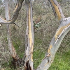 Eucalyptus pauciflora subsp. pauciflora at QPRC LGA - 4 Feb 2024