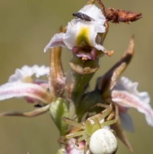 Lehtinelagia sp. (genus) at Namadgi National Park - 3 Feb 2024