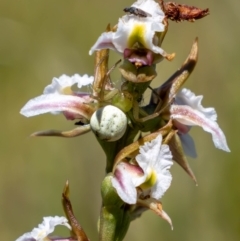 Lehtinelagia sp. (genus) at Namadgi National Park - 3 Feb 2024