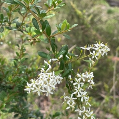 Bursaria spinosa subsp. lasiophylla (Australian Blackthorn) at Bendoura, NSW - 4 Feb 2024 by JaneR