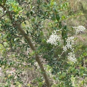 Bursaria spinosa subsp. lasiophylla at QPRC LGA - 4 Feb 2024