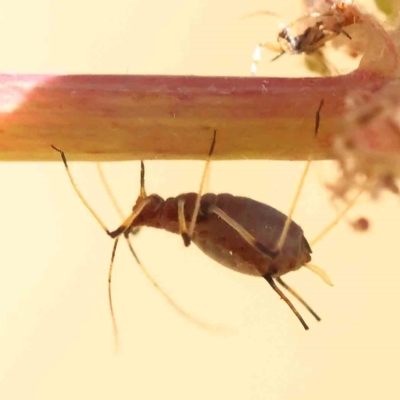 Uroleucon (Uroleucon) sonchi (Sow-thistle Aphid) at Turner, ACT - 17 Nov 2023 by ConBoekel